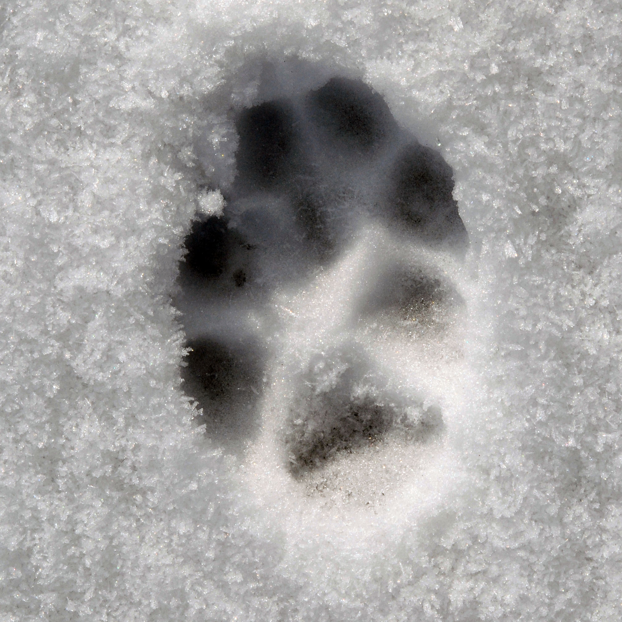 COMMENT DISTINGUER UNE EMPREINTE DE LOUP DUNE EMPREINTE DE CHIEN? -  Observatoire Du Loup